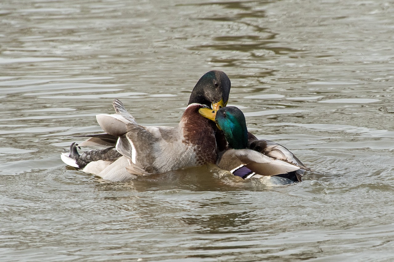 duck mallard fight free photo