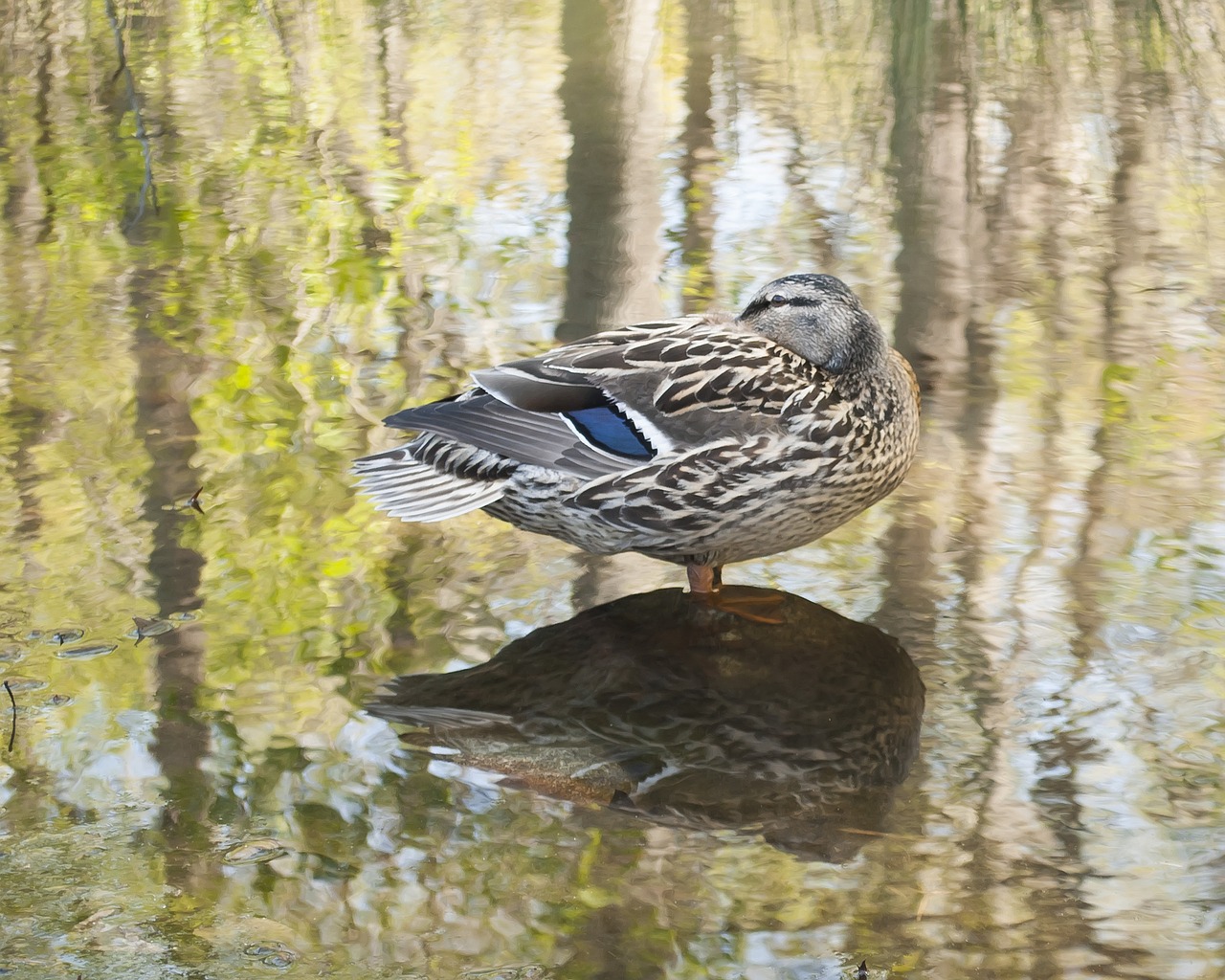 duck mallard wildlife free photo