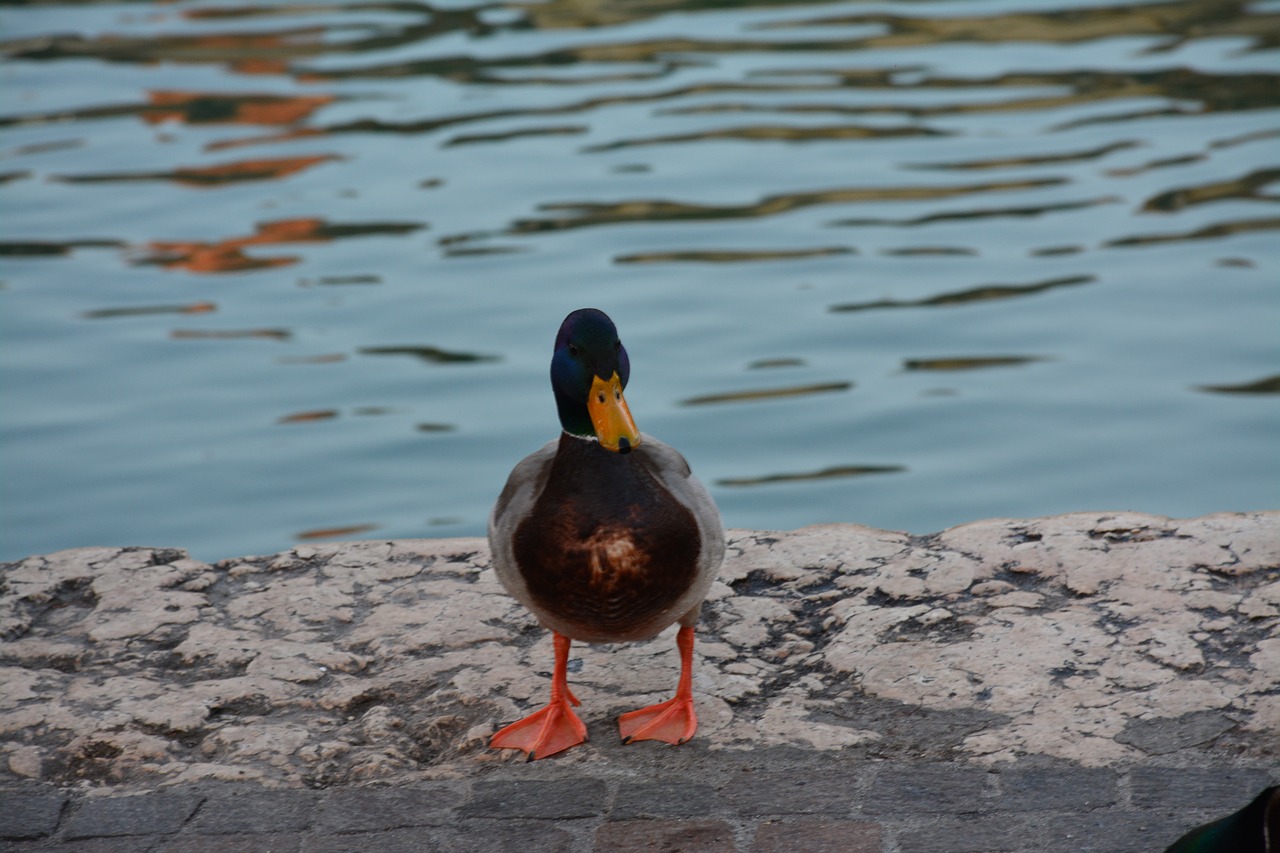 duck birds lake free photo