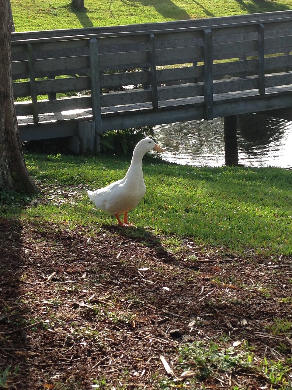 duck park nature free photo