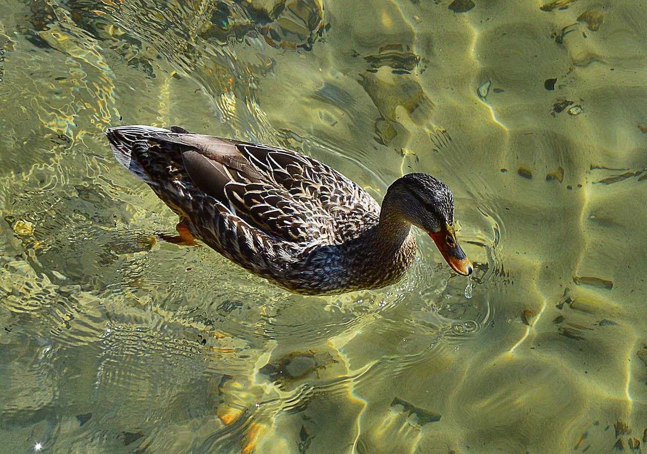 duck water nature free photo