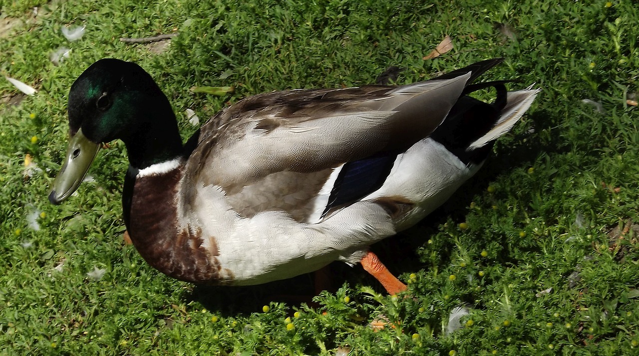 duck the wild duck bird free photo