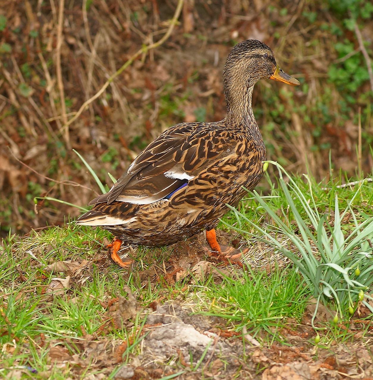 duck embankment female free photo