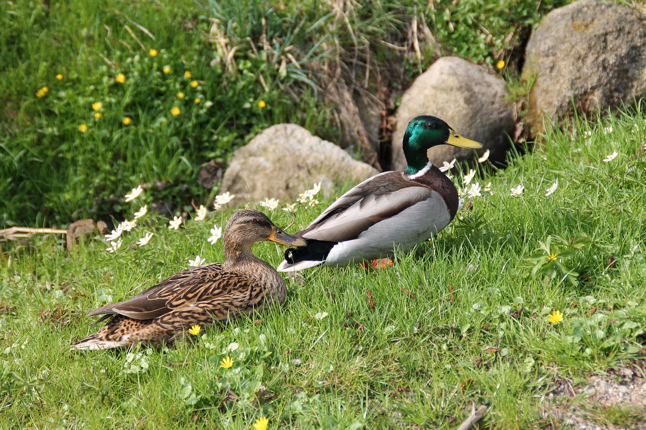 duck nature water bird free photo