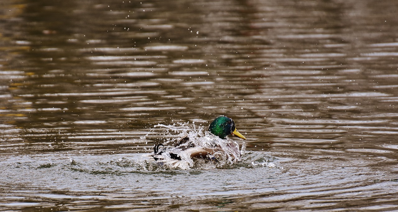 duck water bird paddling free photo