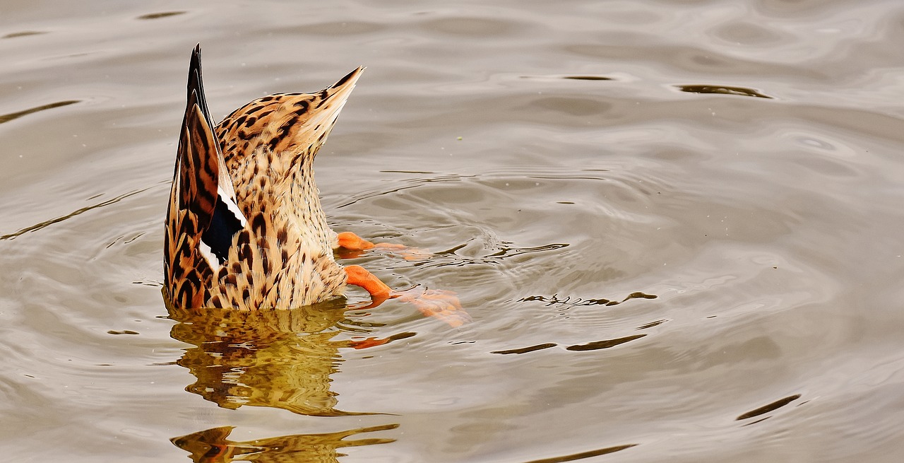 duck dive mallard free photo