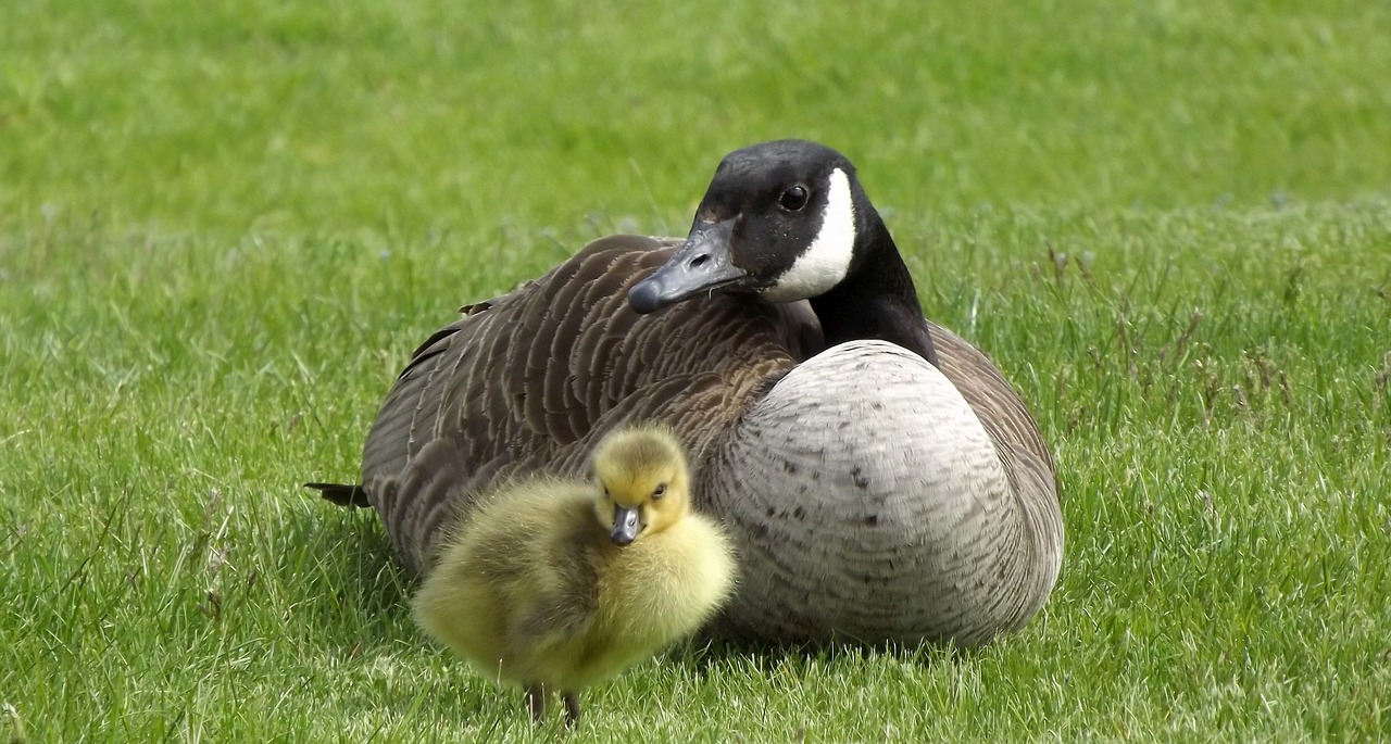 duck shell chick free photo