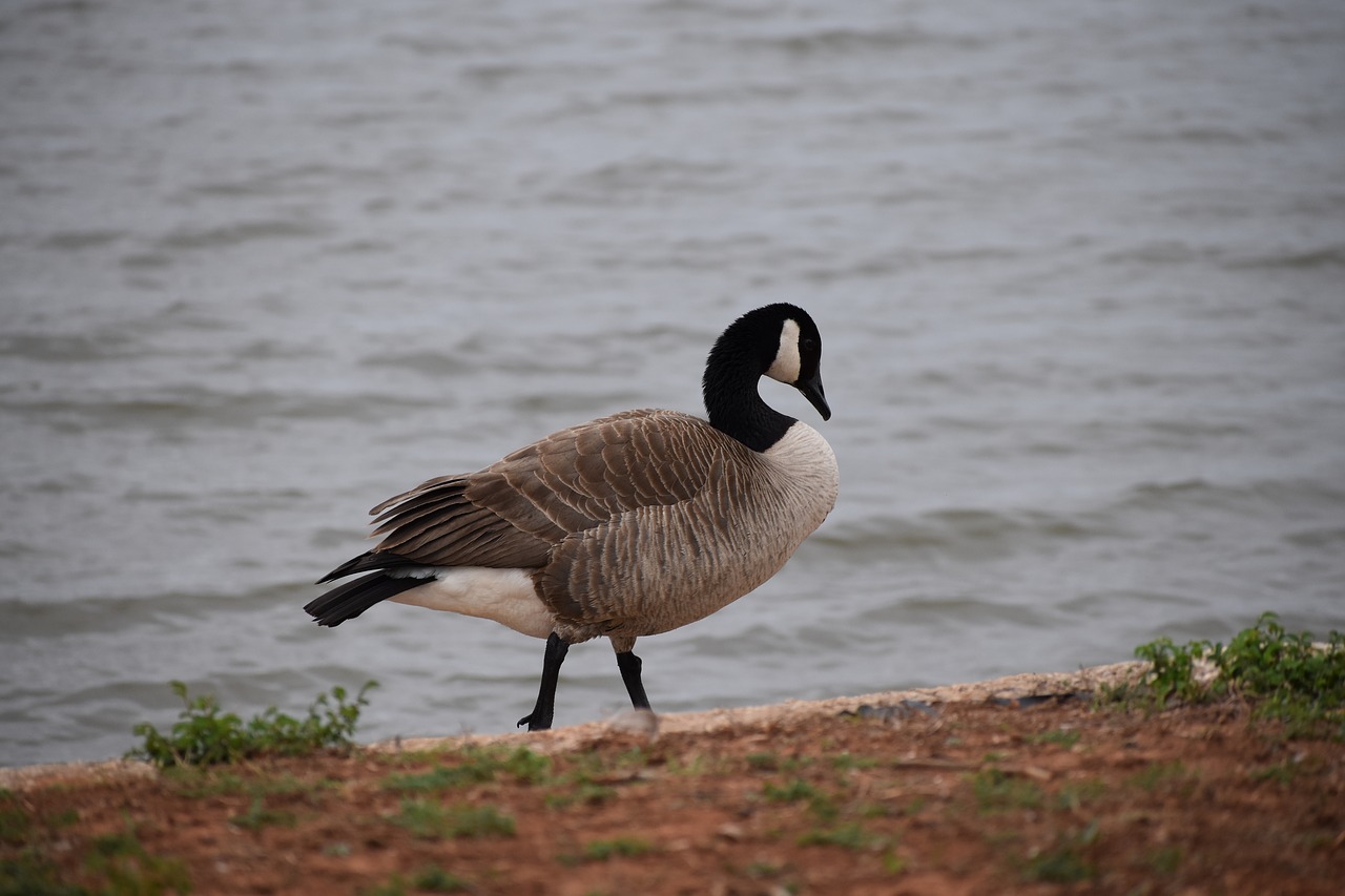 duck lake bird free photo