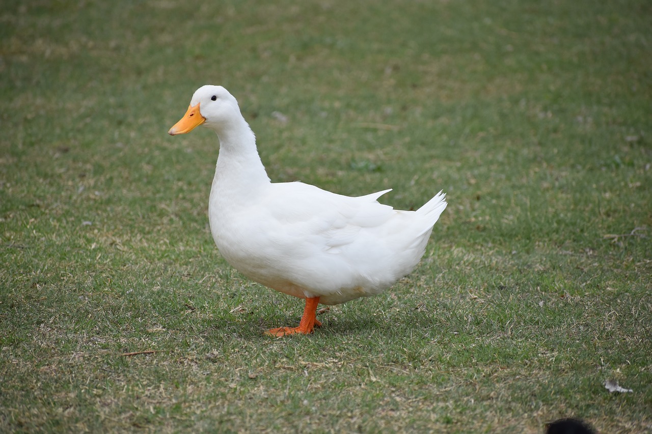 duck white animal free photo