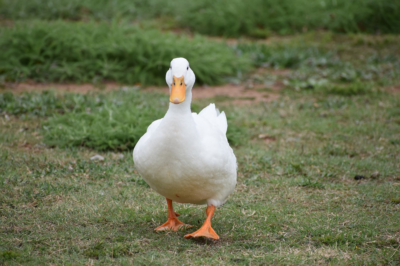 duck white animal free photo