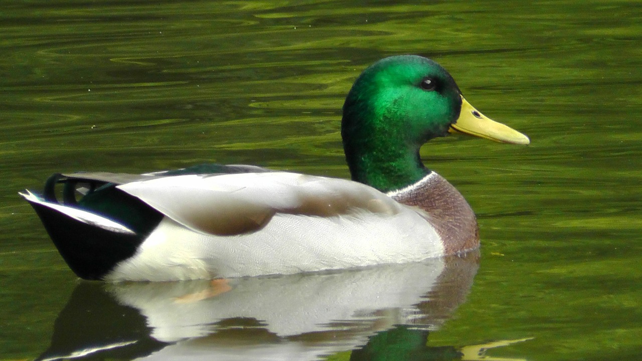 duck drake mallard free photo