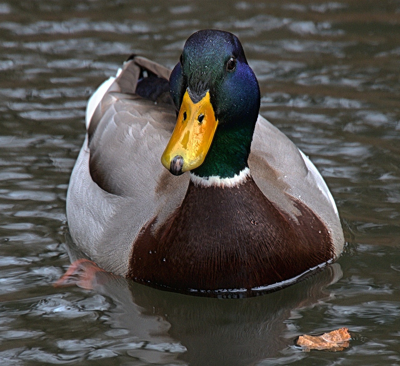 duck aquatic animal drake free photo