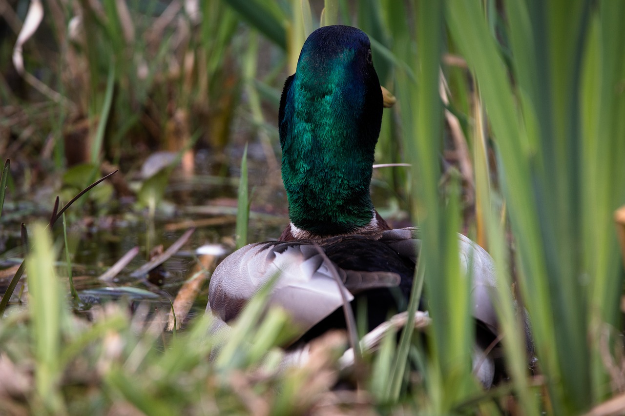 duck water bird swim free photo