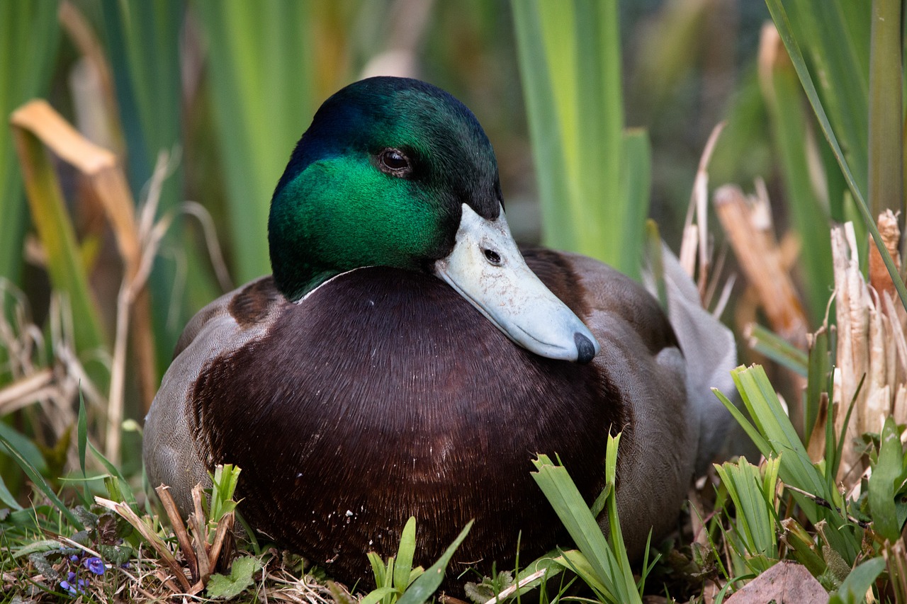 duck water bird swim free photo