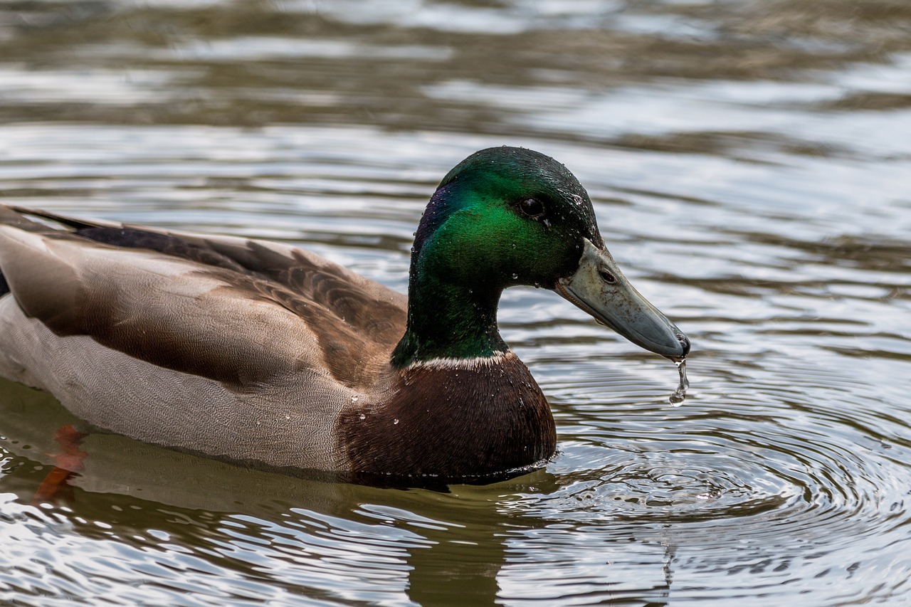 duck water bird swim free photo