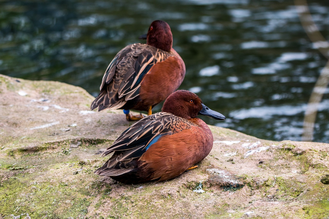 duck water bird swim free photo