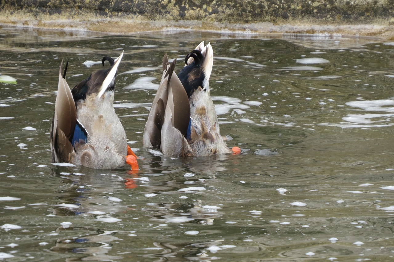 duck ducks animal free photo