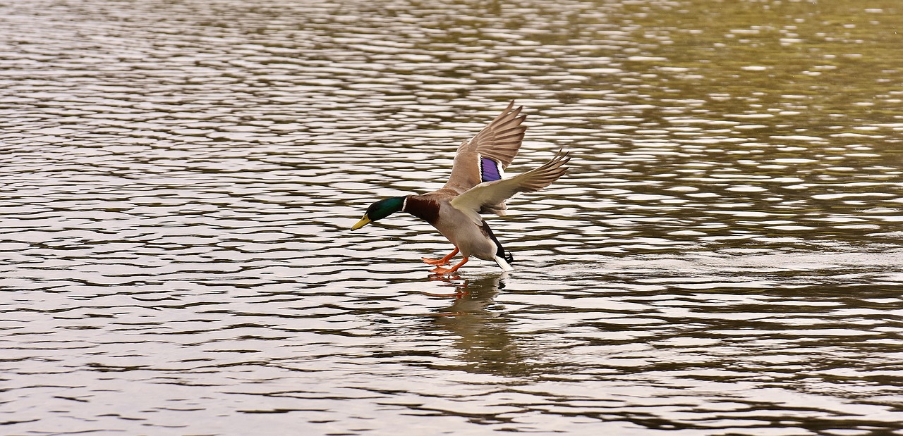 duck mallard landing free photo