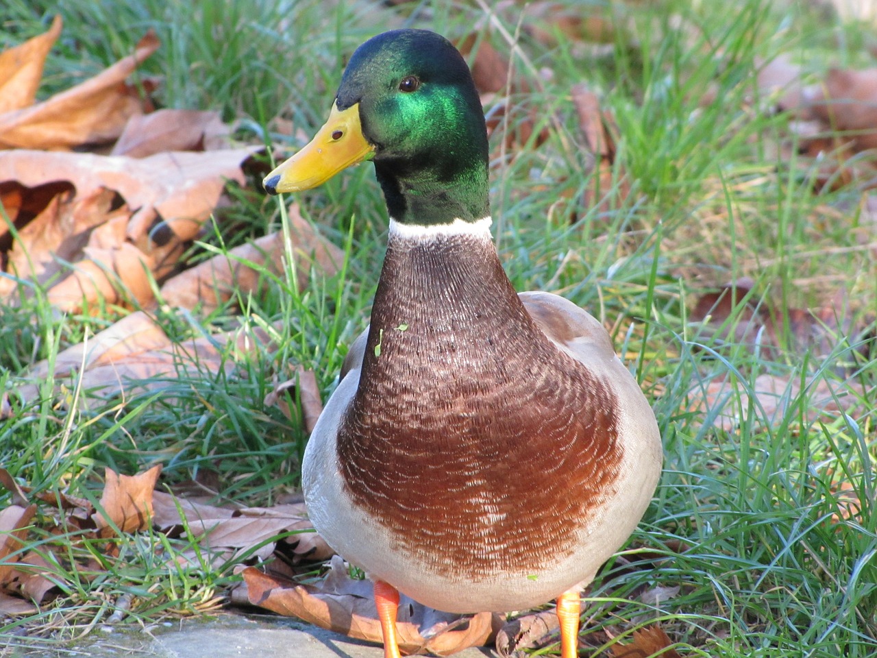 duck mallard duck wild ducks free photo