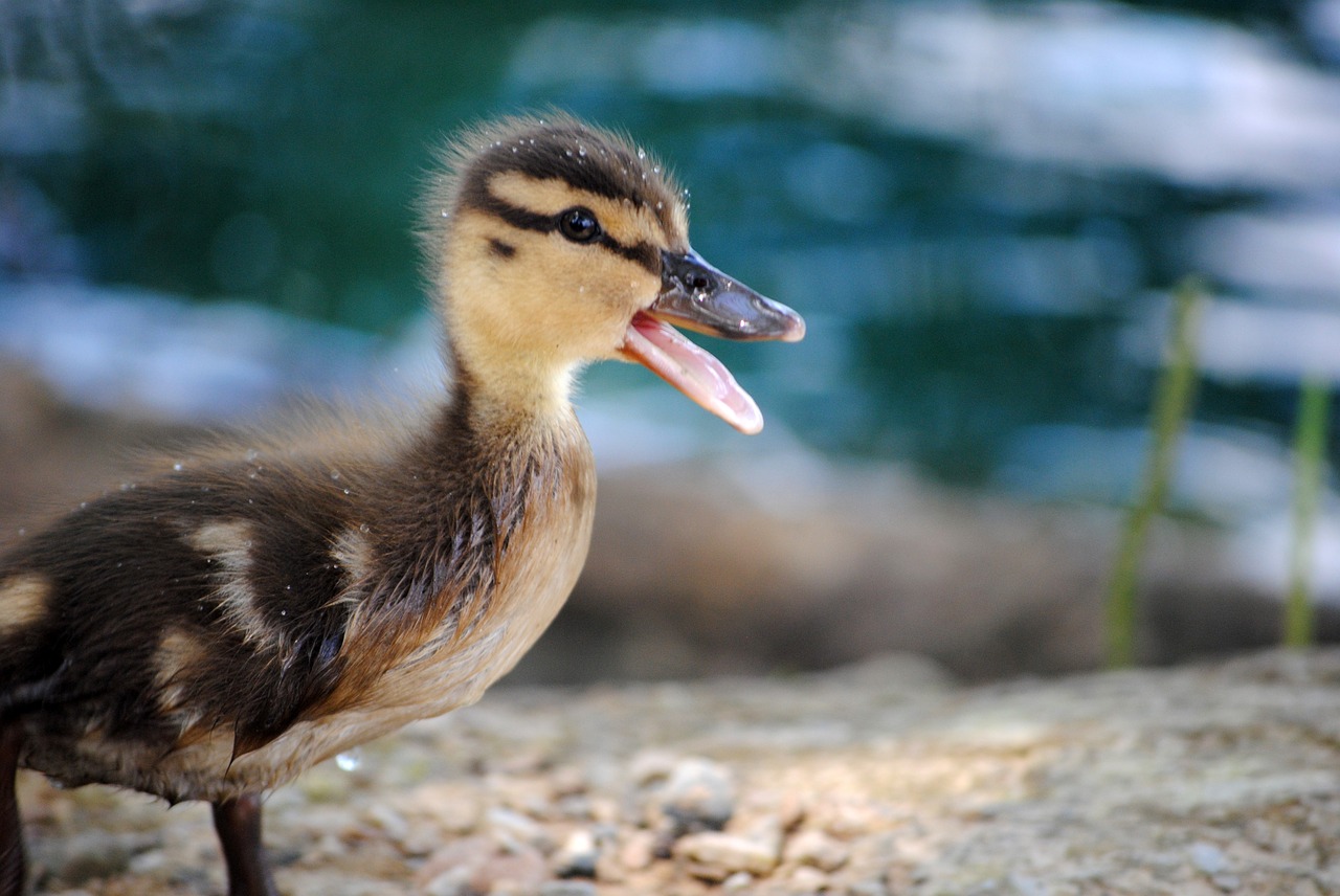 duck ducky baby free photo