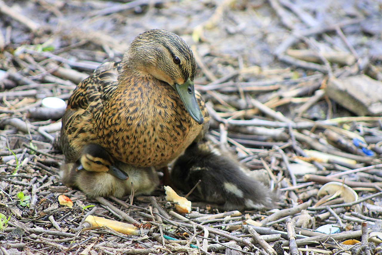 duck ducklings mom free photo