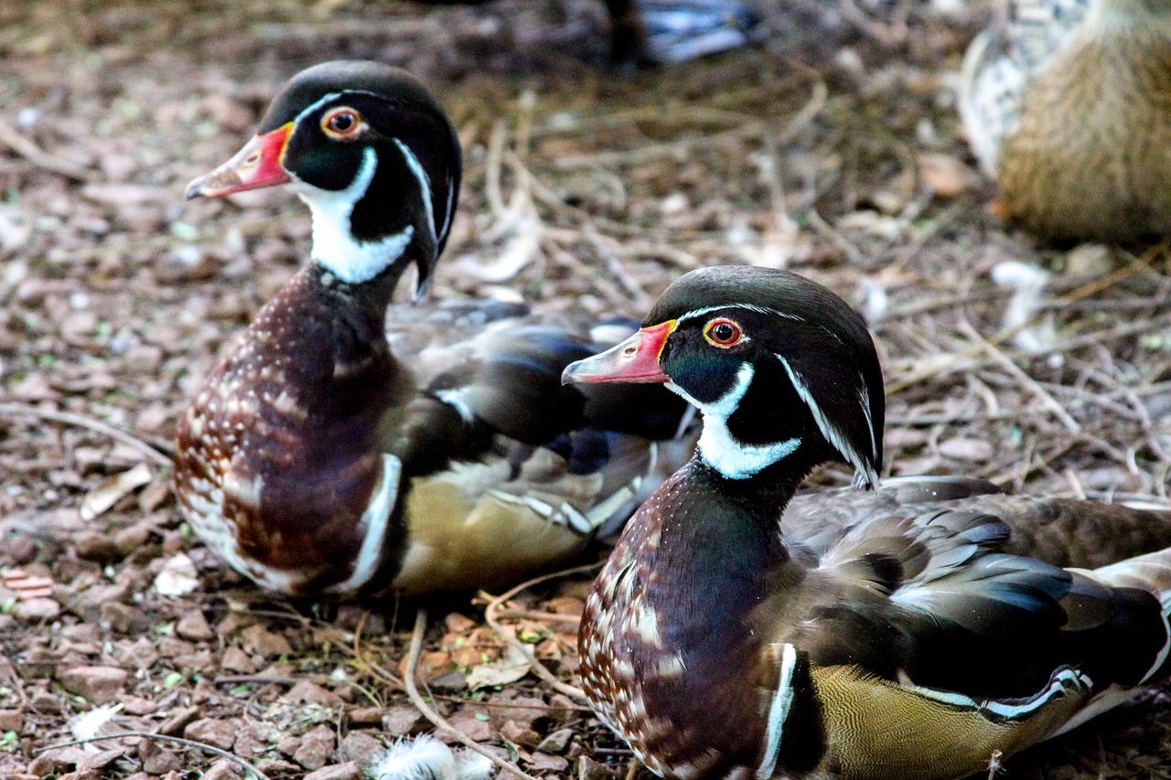 duck mallards bird free photo