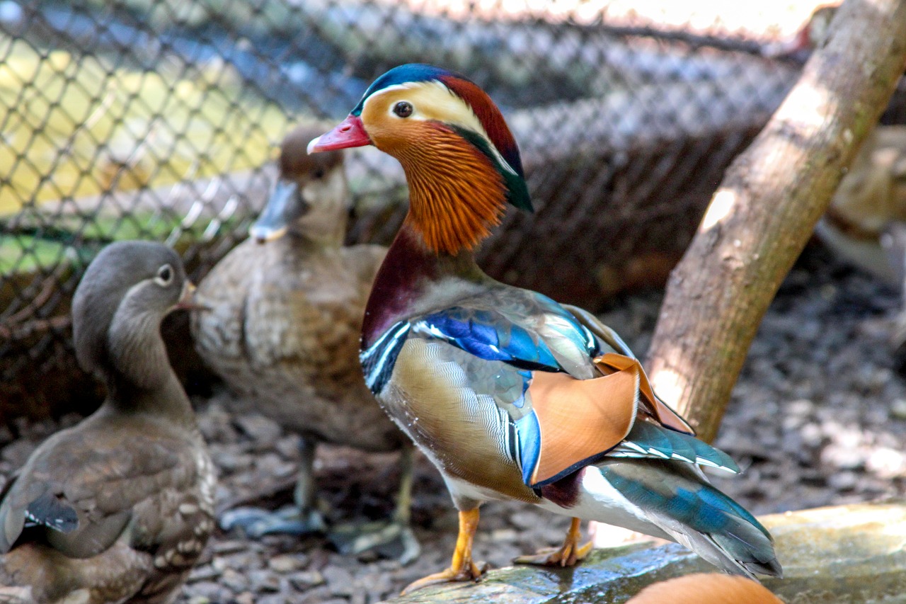 duck mallards bird free photo