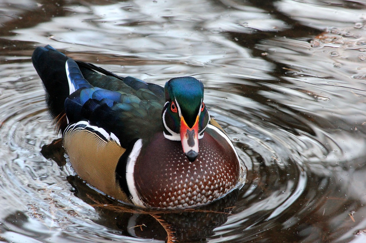 duck bird waterfowl free photo