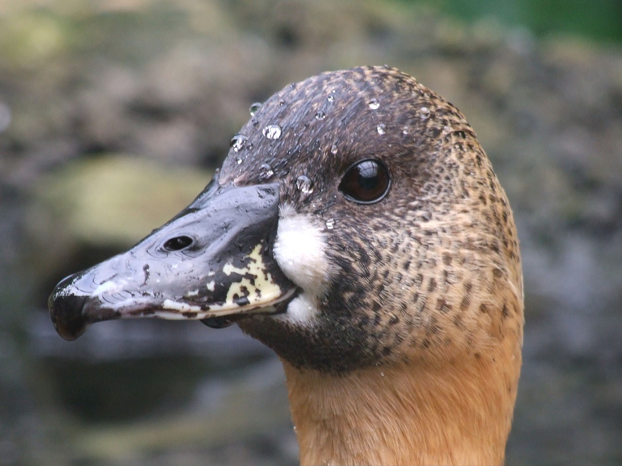 duck head bird free photo