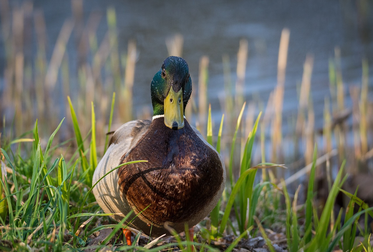 duck lake mood free photo