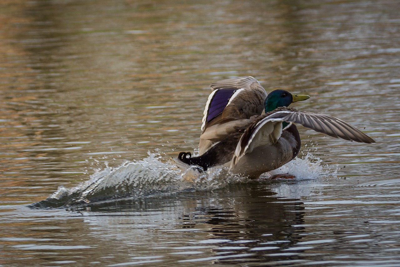 duck lake mood free photo