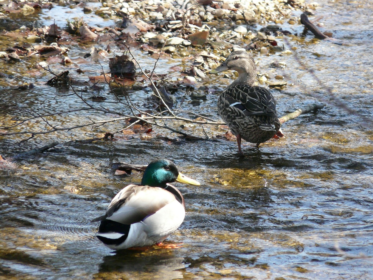 duck nature water free photo