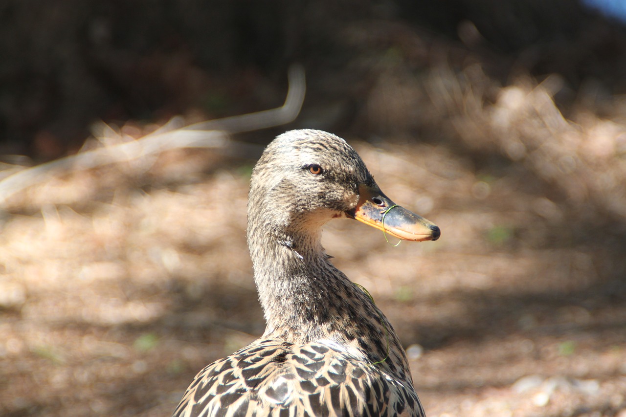 duck nature texas free photo