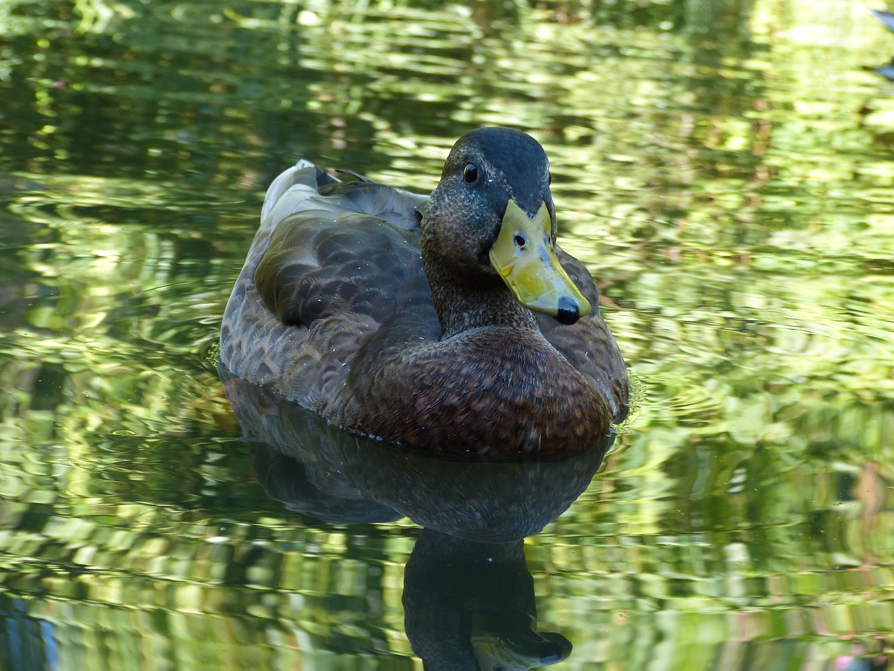 duck water bird feather free photo