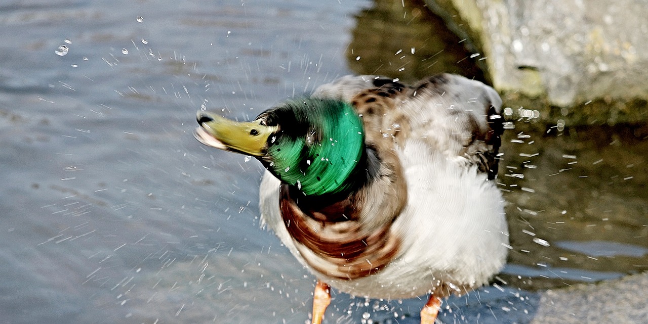duck inject water splashes free photo