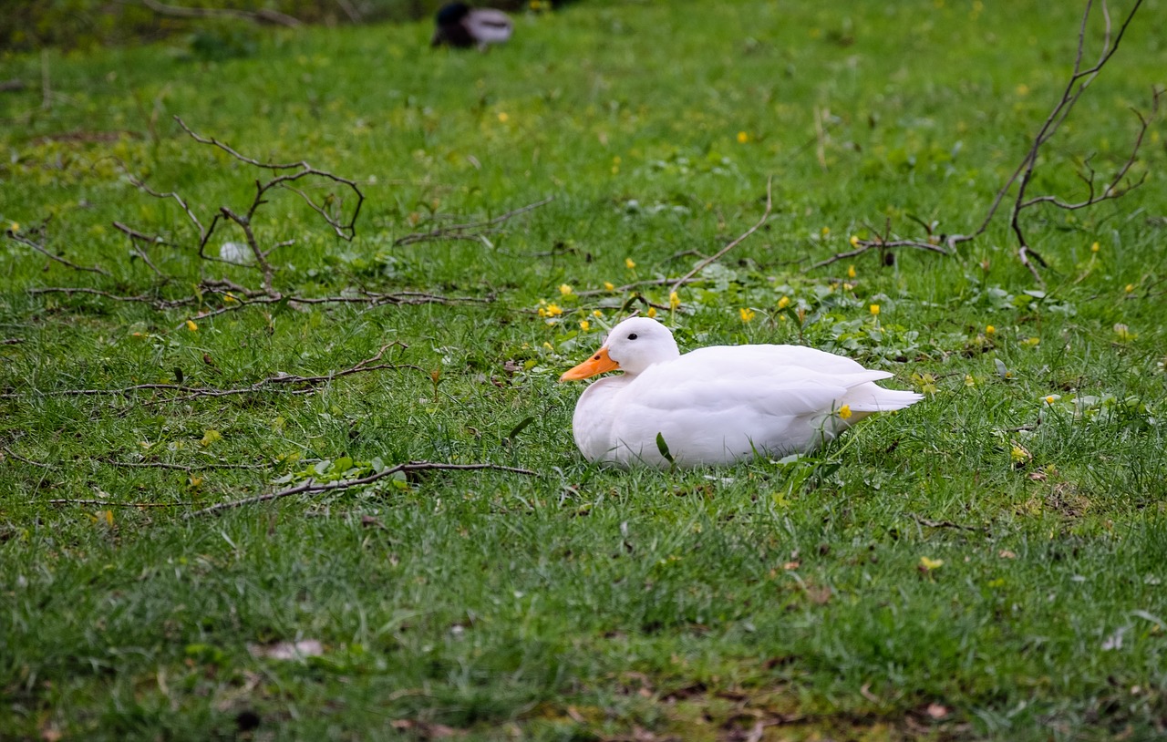 duck white lying duck free photo