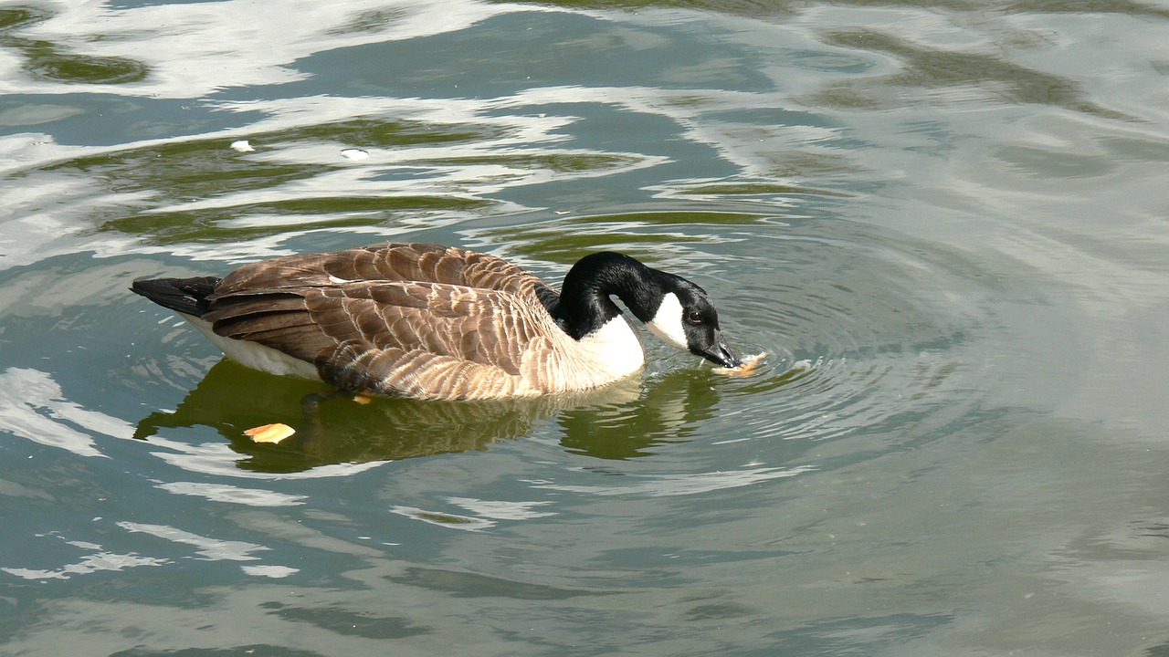 duck pond wildlife free photo