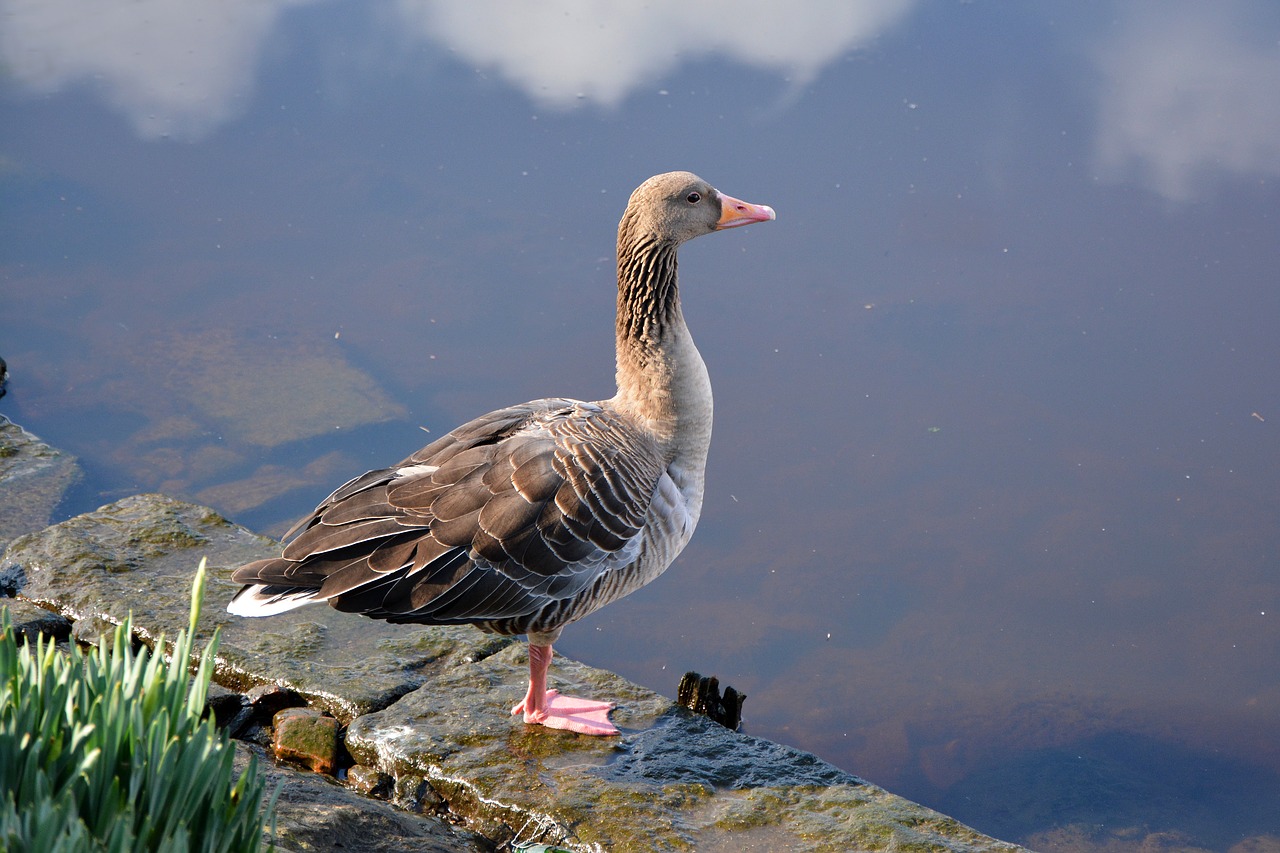 duck lake hamburg free photo