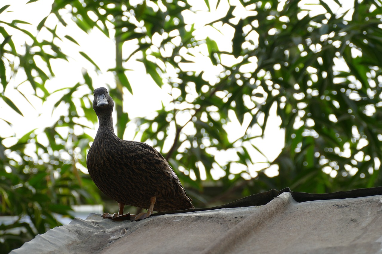 duck waiting for free photo