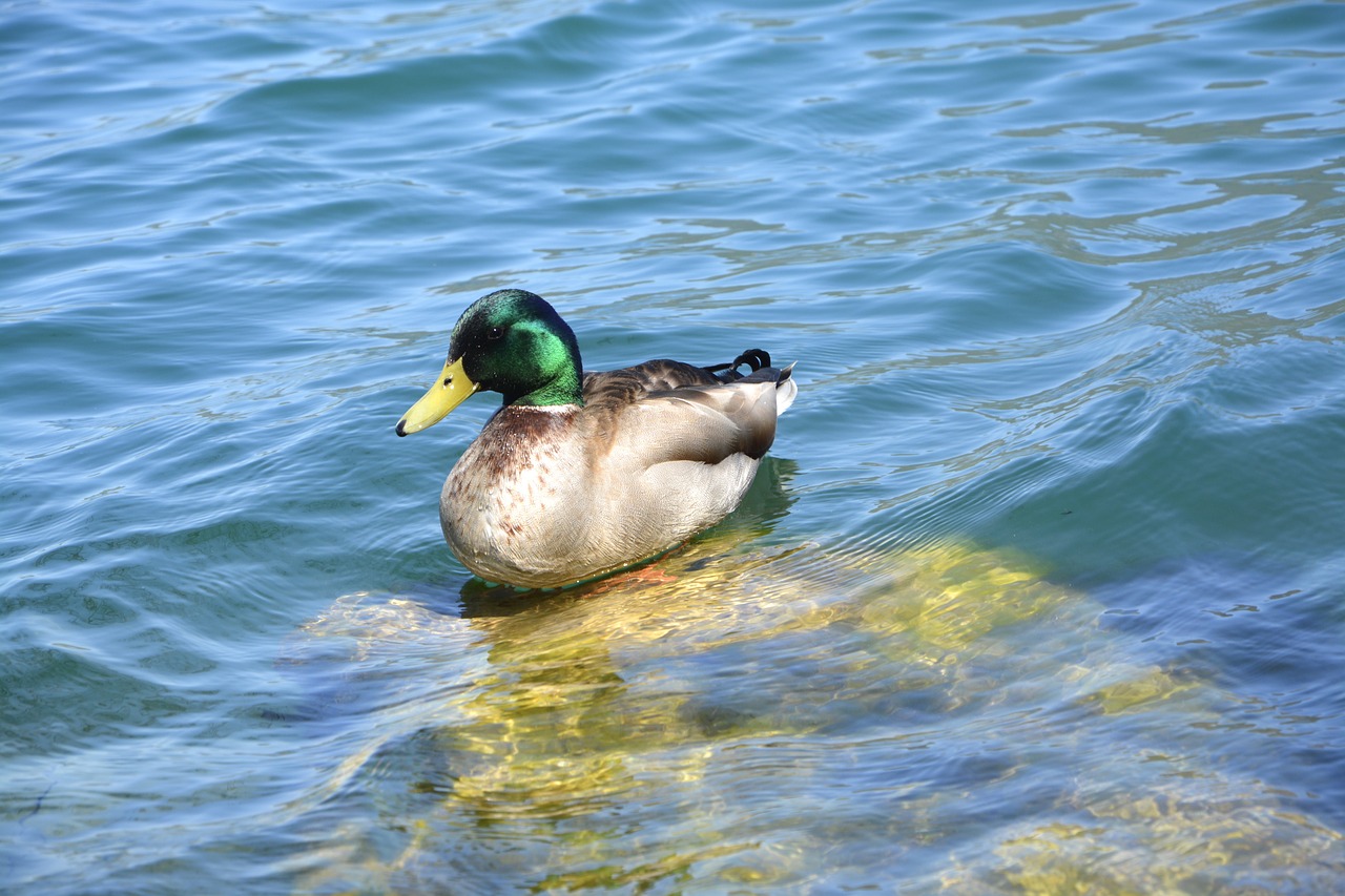 duck birds aquatic mallard free photo