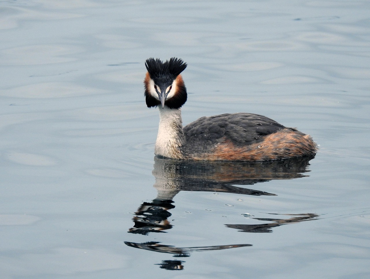 duck lake nature free photo