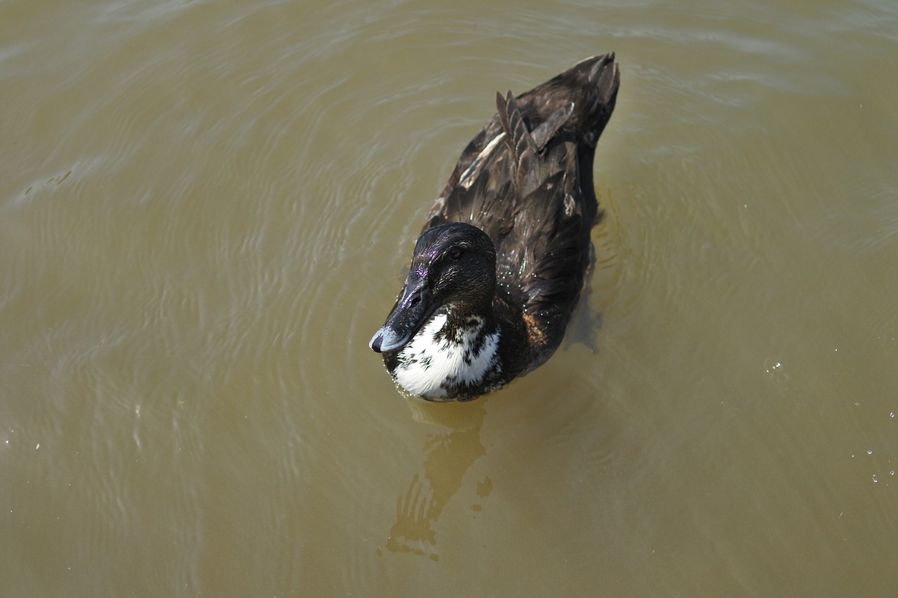 duck pond bird free photo