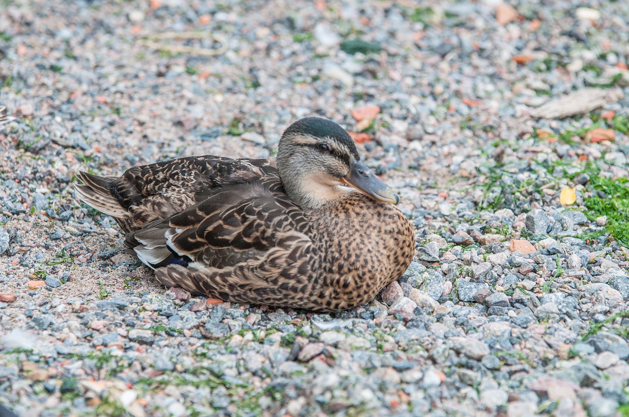 duck feather animal world free photo