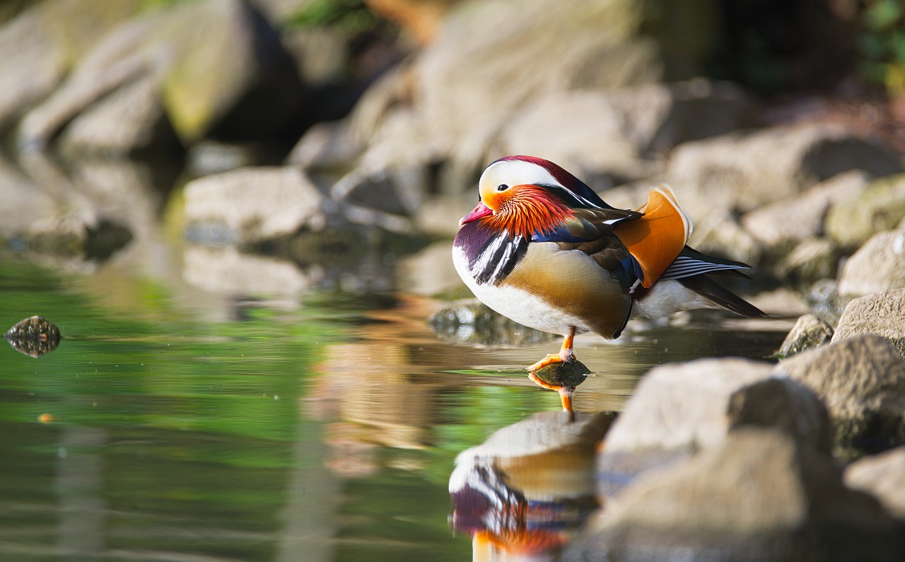 duck mandarin ducks bird free photo