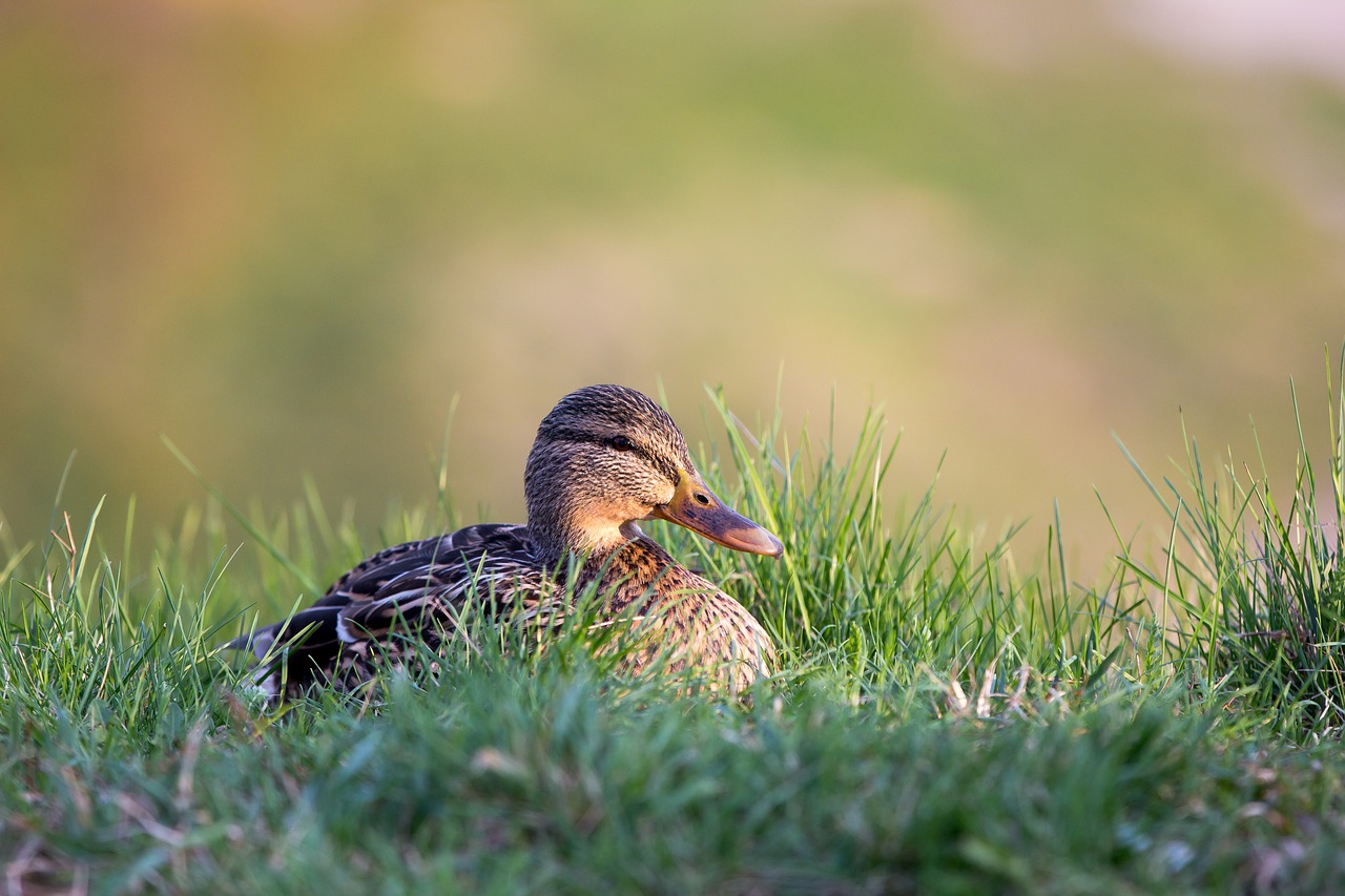 duck grass bokeh free photo