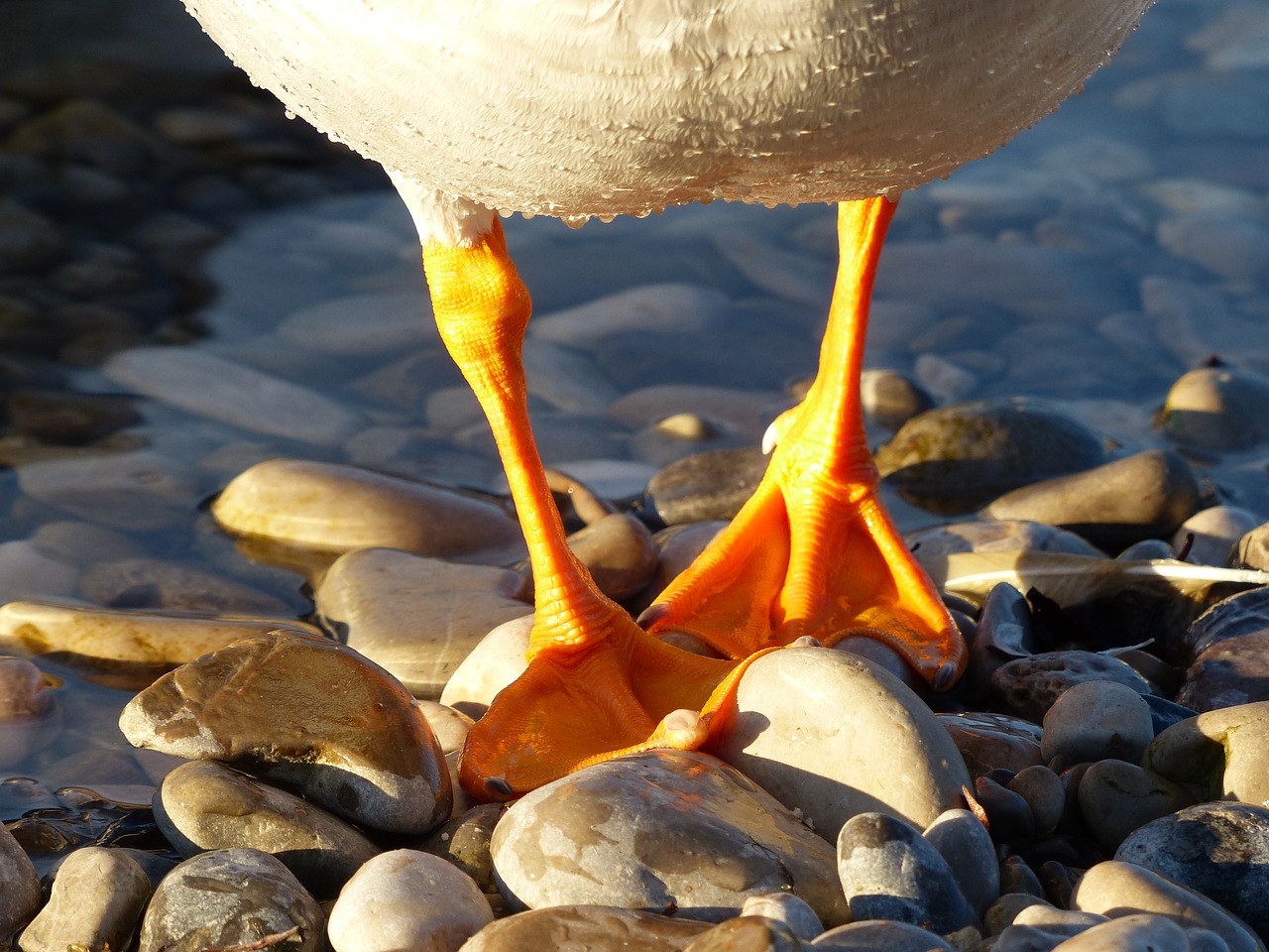 duck duck feet feet free photo