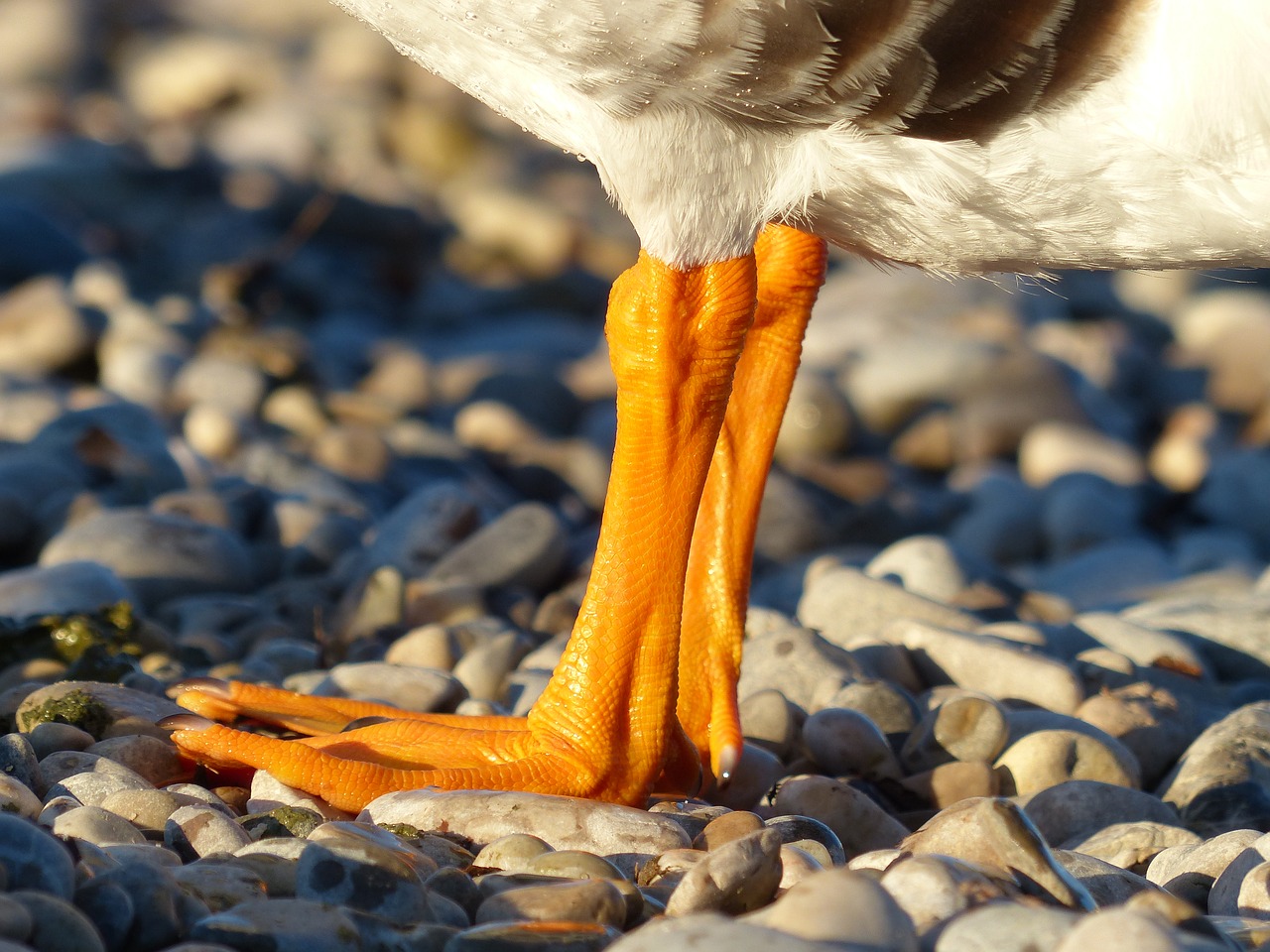 Download free photo of Duck,duck feet,feet,orange,stones - from needpix.com