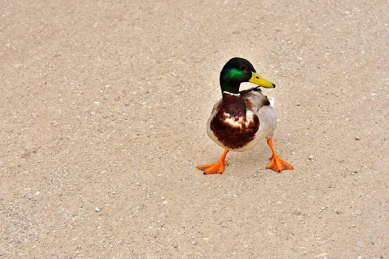 duck funny water bird free photo