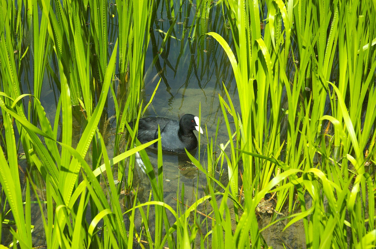 duck coot ralle free photo