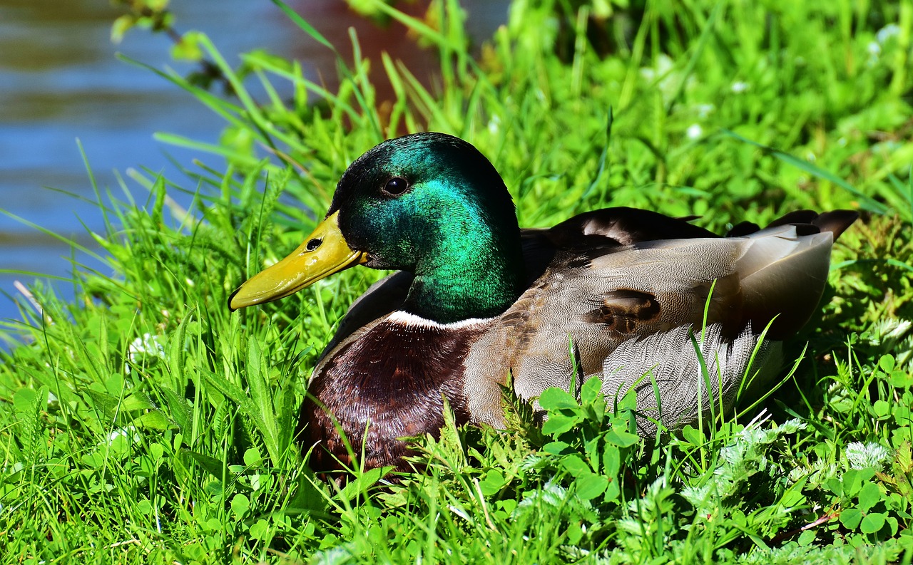 duck mallard meadow free photo